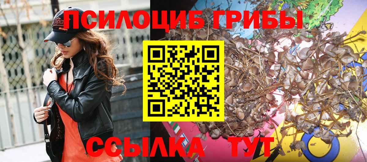 Каменка  Псилоцибиновые грибы мицелий  купить наркоту  Вход с VPN 